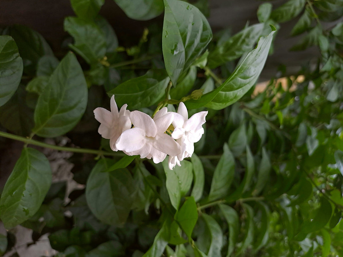 Thé au Jasmin : découvrez ses Vertus à travers les Rituels du Monde